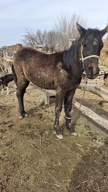 А/ч жаныбарларын сатам: Сатам | Тай — 2