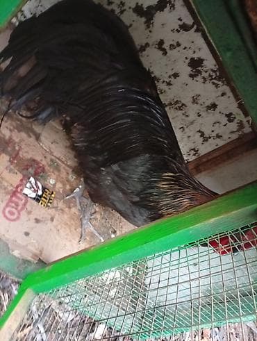 белый петух: Продаю | Куры | Домашняя | Для разведения — 3