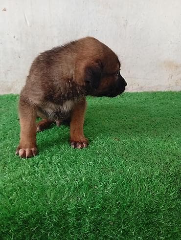Ит бекер берем: Щенки метисы, короткошёрстные. На фото — два щенка разной масти: - — 9