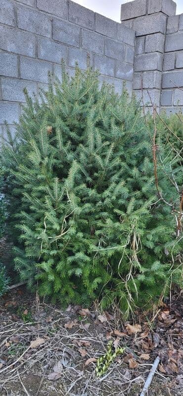 искусственные цветы бишкек: Саженцы деревьев: Ели, Самовывоз — 1