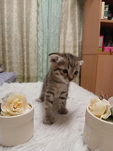scottish fold: Продаю вислоухих котята. 3.500сом. г Кант. самовывоз — 3