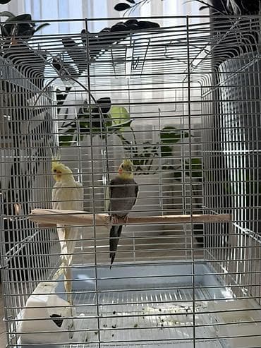 Аквариумы: Отдам двух попугаев совершенно бесплатно — 3