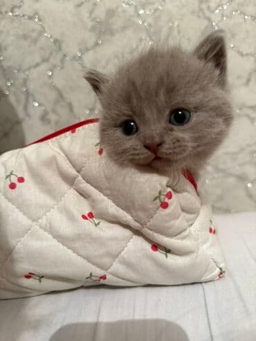 домик для котят: Открыта бронь на котят Scottish Fold и Scottish Strait,порода — 11