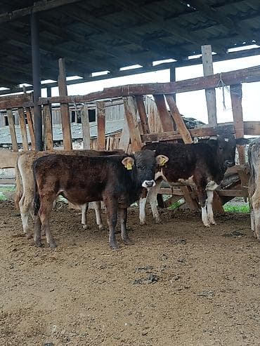 мальки рыб: Продаю | Музоо, торпок | На откорм — 4