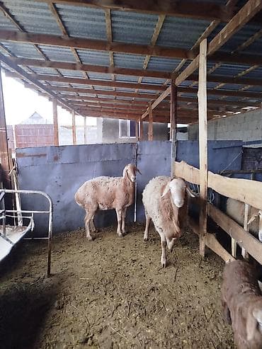 барда для коров: Продаю | Овца (самка) | Для разведения | Матка — 4