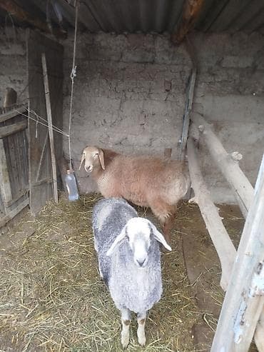 Грызуны: Продаю | Овца (самка) | Для разведения — 3