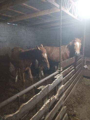 где купить утят: Продаю | Жеребенок | Рабочий — 1