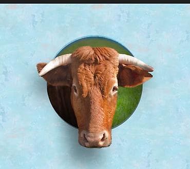 молочная кислота: Голова,Баш только оптом Уй 1500 жылкы 1000 топоз 500 торпок 500 тай — 2