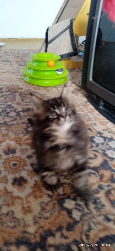 метис сибирской кошки: Мейн-кун, 1 месяц, Мальчик, Приучена к лотку — 3