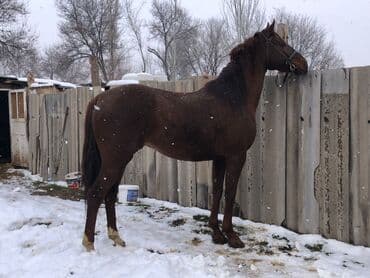 Продаю | Жеребец | Рабочий, Конный спорт — 4