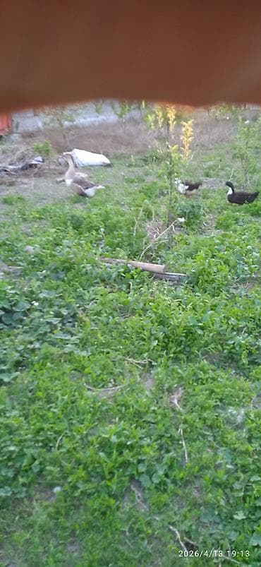 продажа утят: Гусей продаю Гуси и утки – домашнее поголовье смешанных пород - На — 4