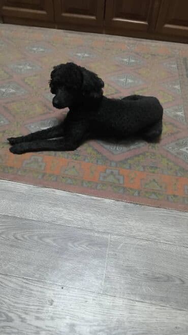 Пропал в районе Буденного/Фрунзе Очаровательный щенок с пушистой