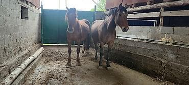 кой обмен: Продаю | Кобыла (самка) | Полукровка | Рабочий — 6