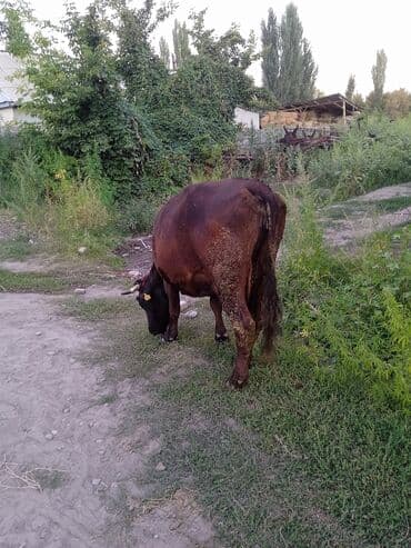 продажа щенков немецкой овчарки с документами в бишкеке: Сатам | Уй (ургаачы) | Сүт алуу үчүн — 3