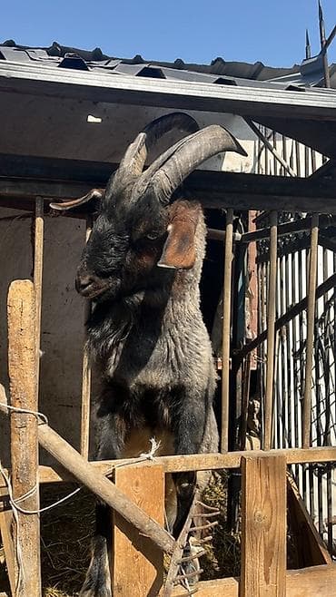 козел: Продаю | Козёл (самец) — 3