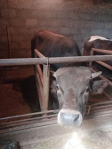 продаю страусов: Продаю | Бык (самец) | На откорм | Племенные — 1