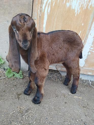 кошка сфинкс с шерстью: Продаю | Козлёнок | Битал | Для разведения | Племенные — 6