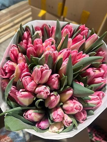 ballet universal: Тюльпаны оптом — 1