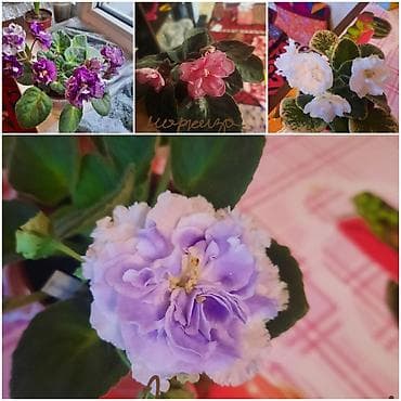 глоксиния цена: Сортовые фиалки, детки — 9