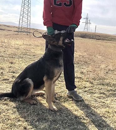 Аквариумдар: 🐶 Продаётся немецкая овчарка, девочка 10 месяцев Окрас — 4