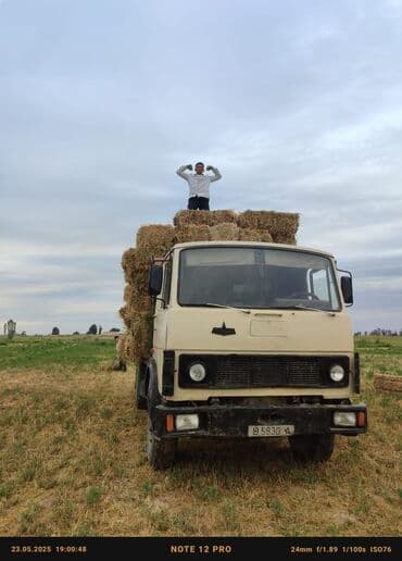 дом для котов: МАЗ продажу или менаяу — 4