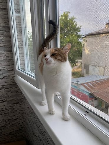 вин кот: Кошка даром: Беспородная, 1 год, Девочка, Кастрирована, Приучена к лотку, Проглистована — 8