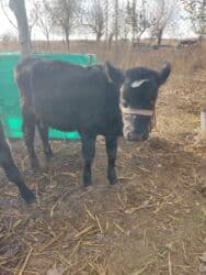 домик для кошки многоуровневый: Сатам | Кунаажын | Көбөйтүү үчүн — 5