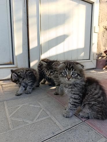 голая кошка сфинкс цена: Кошка даром: Беспородная, 2 месяца, Девочка, Приучена к лотку — 1