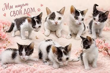 кошко: 🐾 Ищут дом милые котята! Активные, ласковые и очень хорошие малыши — 1