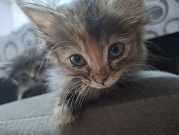 котята донского сфинкса купить: Кошка даром: Беспородная, 2 месяца, Мальчик, Приучена к лотку — 3