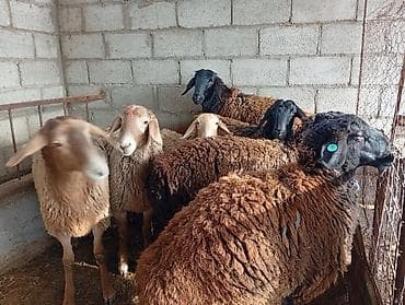 барана стрижка: Продаю | Овца (самка) | Полукровка | Для разведения | Матка — 9