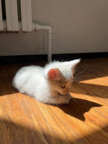 переноска для кошек: 1 месяц, Девочка, Белый — 5