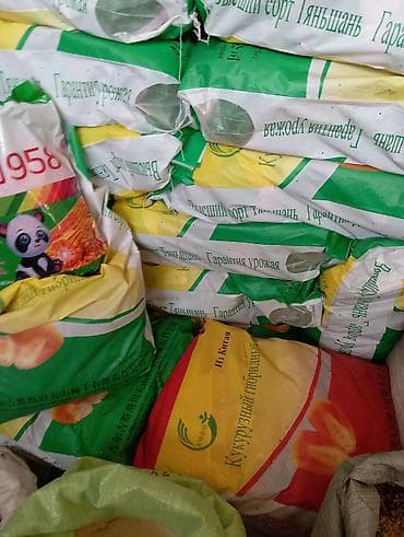 продам мясо: Ассалам алейкум. мака уруктар 958,ала тоо,Манас бар беде урук — 1