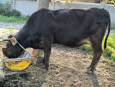 пчелы матки: Продаю | Корова (самка) | Для молока | Привязанные — 2