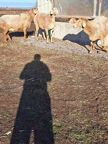 ящик для хранения: Продаю | Овца (самка) | Для разведения | Матка — 3