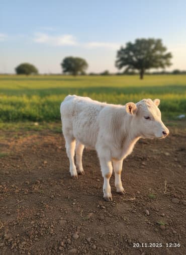 француский бульдог: Продаю | Музоо, торпок | Полукровка | На откорм | Искусственник — 1