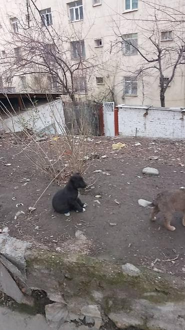 Щенки дворняжки - Возраст: примерно 1,5–3 месяца - Окрас: черный с