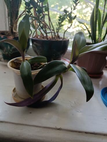 комнатеые цветы: Элегантное домашнее растение с длинными побегами и глянцевыми зелеными — 4