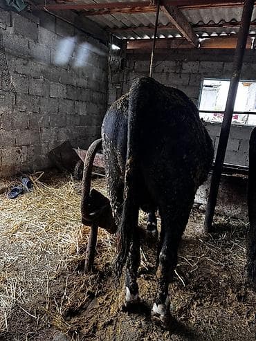 продажа курей: Продаю | Бык (самец) | На откорм | Привязанные — 2