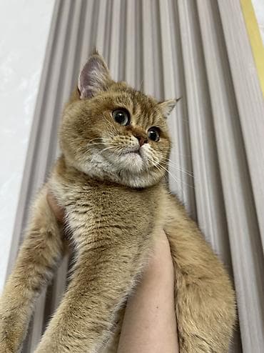 Аквариумдар: Ит кууту: Британ кыска жүндүү, Эркек, 1 жаш, Документтери менен, Алтын шиншилла — 2