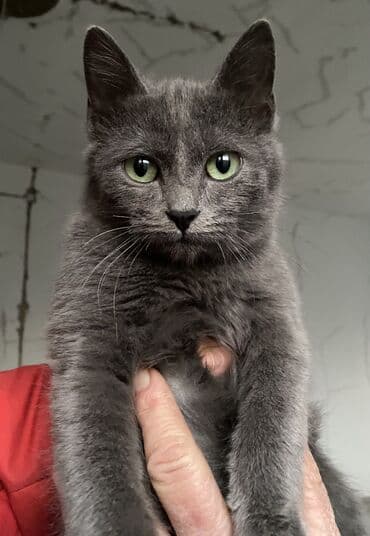 шиншилла британская кошка цена: Отдам в ОЧЕНЬ добрые руки котят невероятной красоты! Находятся в — 9