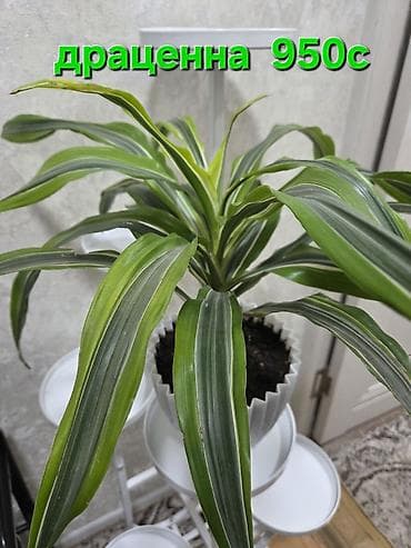 Бөлмө өсүмдүктөрү: Антуриум в декоративном горшке - Эффектное комнатное растение с — 8