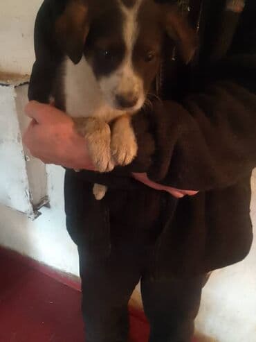 Собаки: Щенки метисов - Возраст: щенки, примерно 1,5–3 месяца - Окрас: один — 1