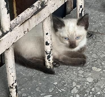 Даром ❤️ Котенок. Очень красивый окрас сиамского типа, голубые