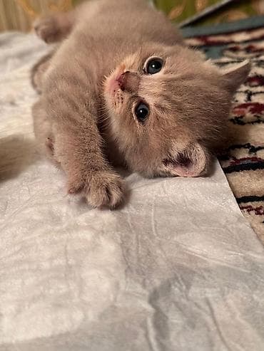 породистые кошки цена: Породистые котята серых и бежевых окрасов. Описание: - Тип — 8