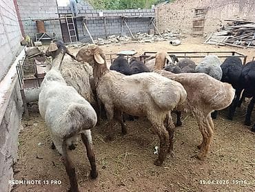 щенок хаски: Продаю | Овца (самка) | Для разведения | Матка — 5