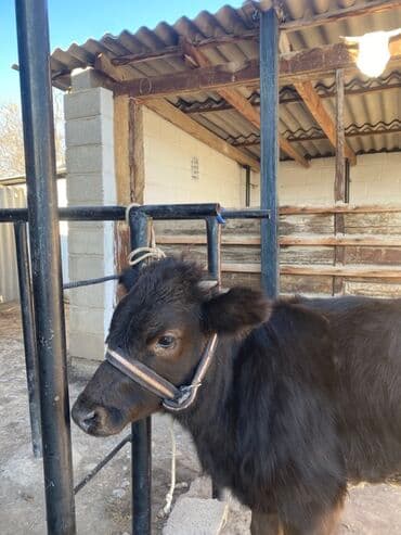 племенные коровы молочные купить: Продаю | Музоо, торпок | На откорм | Привязанные — 4