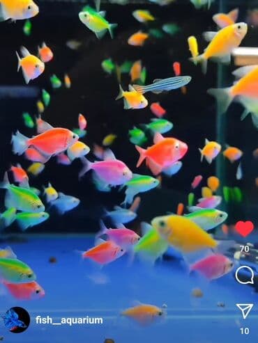 рыба аквариума: Тернеции аквариумные рыбки — 3