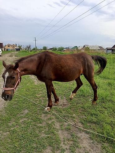 ат алам: Продаю | Кобыла (самка) | Дончак | Рабочий | Племенные — 9