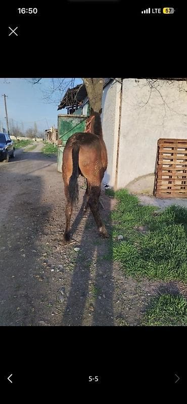 шамо дакан: Продаю | Кобыла (самка), Жеребенок | Дончак | Рабочий — 3